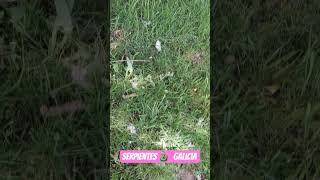 serpientes 🐍 en Galicia