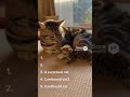 The daily life of a cute cat #cat #matercat #cute #kittens #funny #cutecat #kitten #funnycats #cats