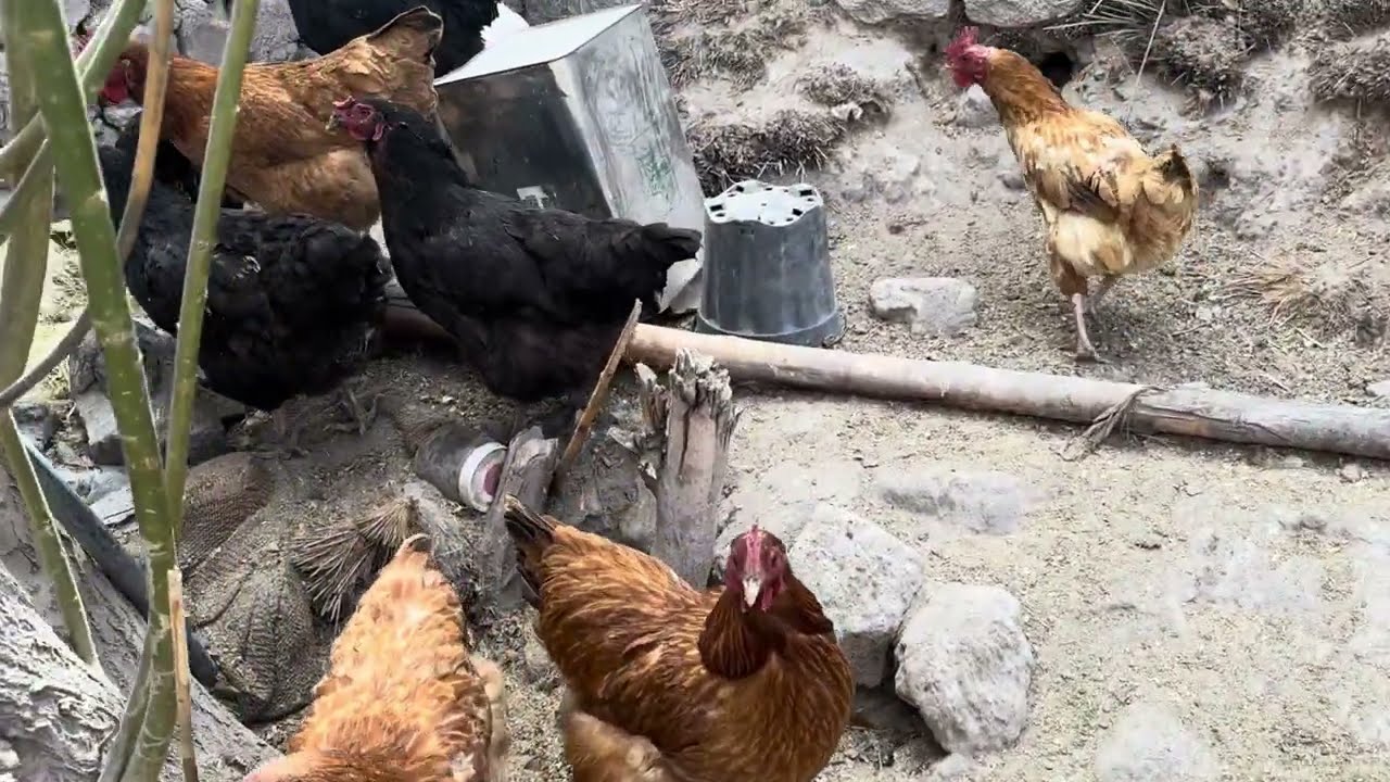 🐔🙏 Freedom is the greatest gift 