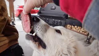 Surprising my guard DOG with JAPANESE STEAK -- a day in the life of a BBQ Guard Dog