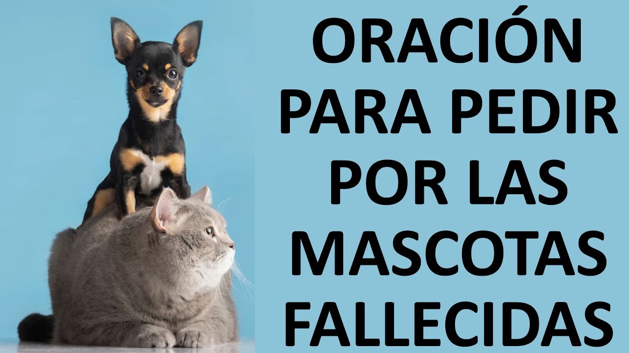 La Muerte De Una Mascota La Muerte De Una Mascota