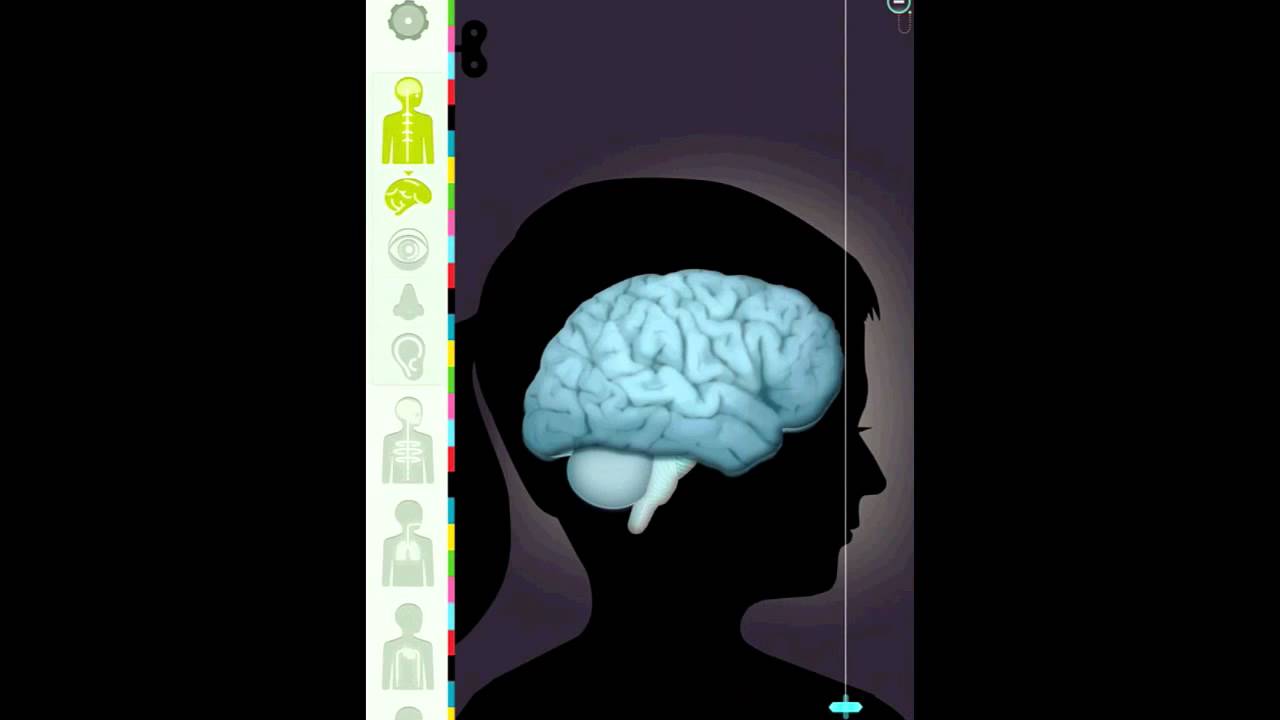 App Review :: The Human Body by Tinybop - YouTube