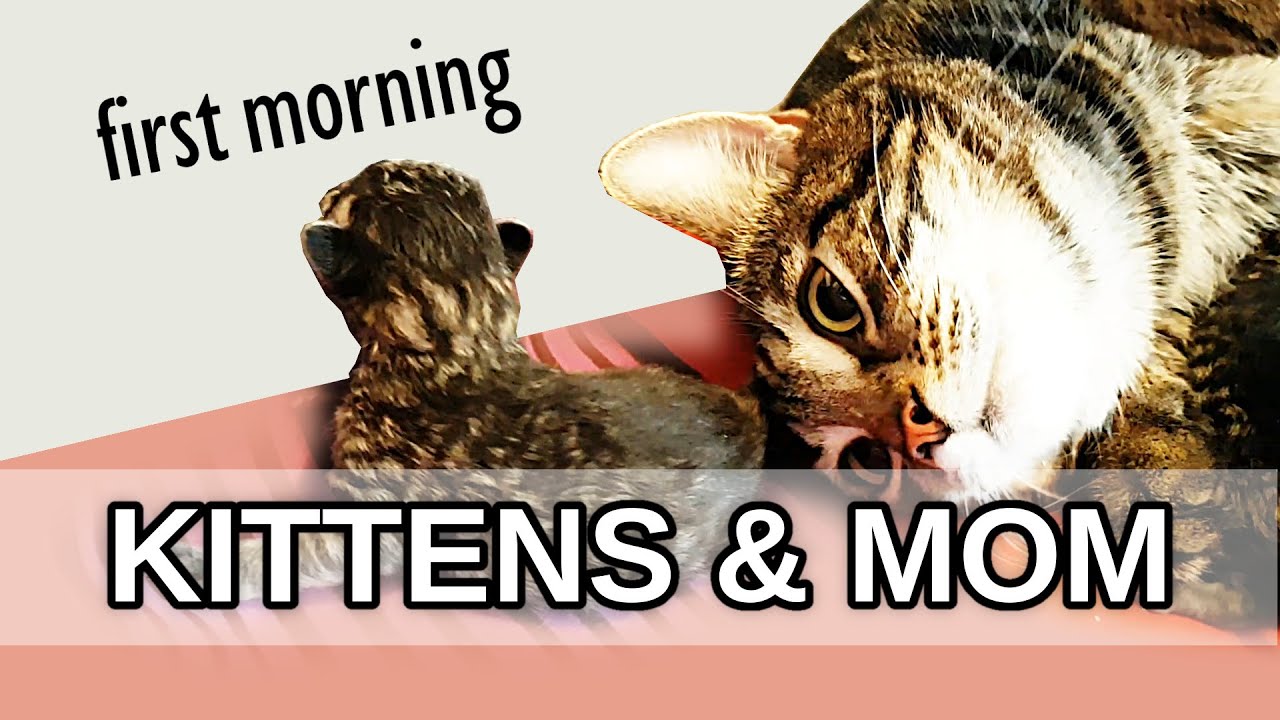 NEWBORN KITTENS' First Morning - Cute Tabby Kitties With Mom Cat Only