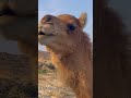 A Day in the Life of a Nomad: Camel Feeding on Qeshm Island, Iran 2023