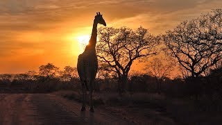 Kruger Park, Season 5 (French), documentary on lions, &quot;Big five&quot; &amp; other dangerous African animals..