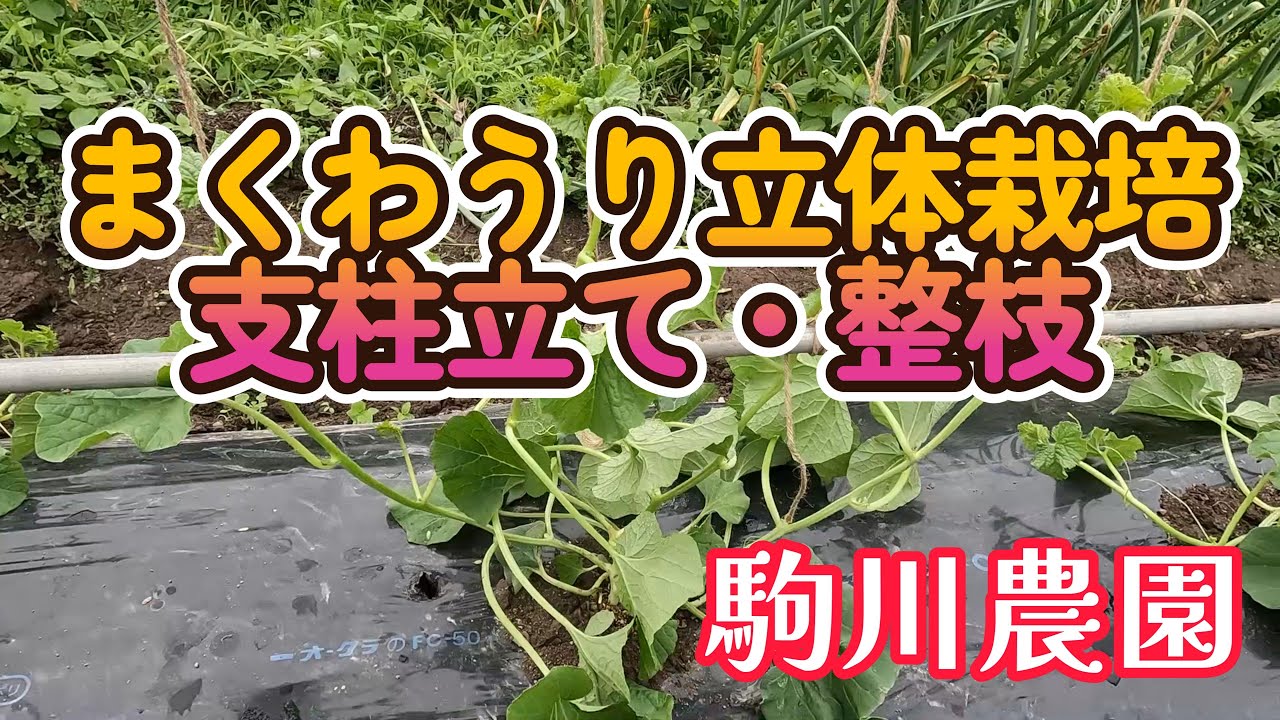 栽培中 マクワウリ 複数個 畑直送7000円／5kg YouTube