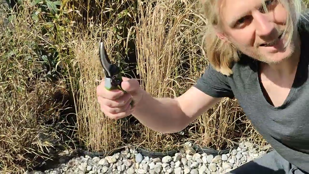 China Schilf Miscanthus sinensis Chinaschilf Gras Gräser richtig schneiden Dach Terrasse Gras Neu