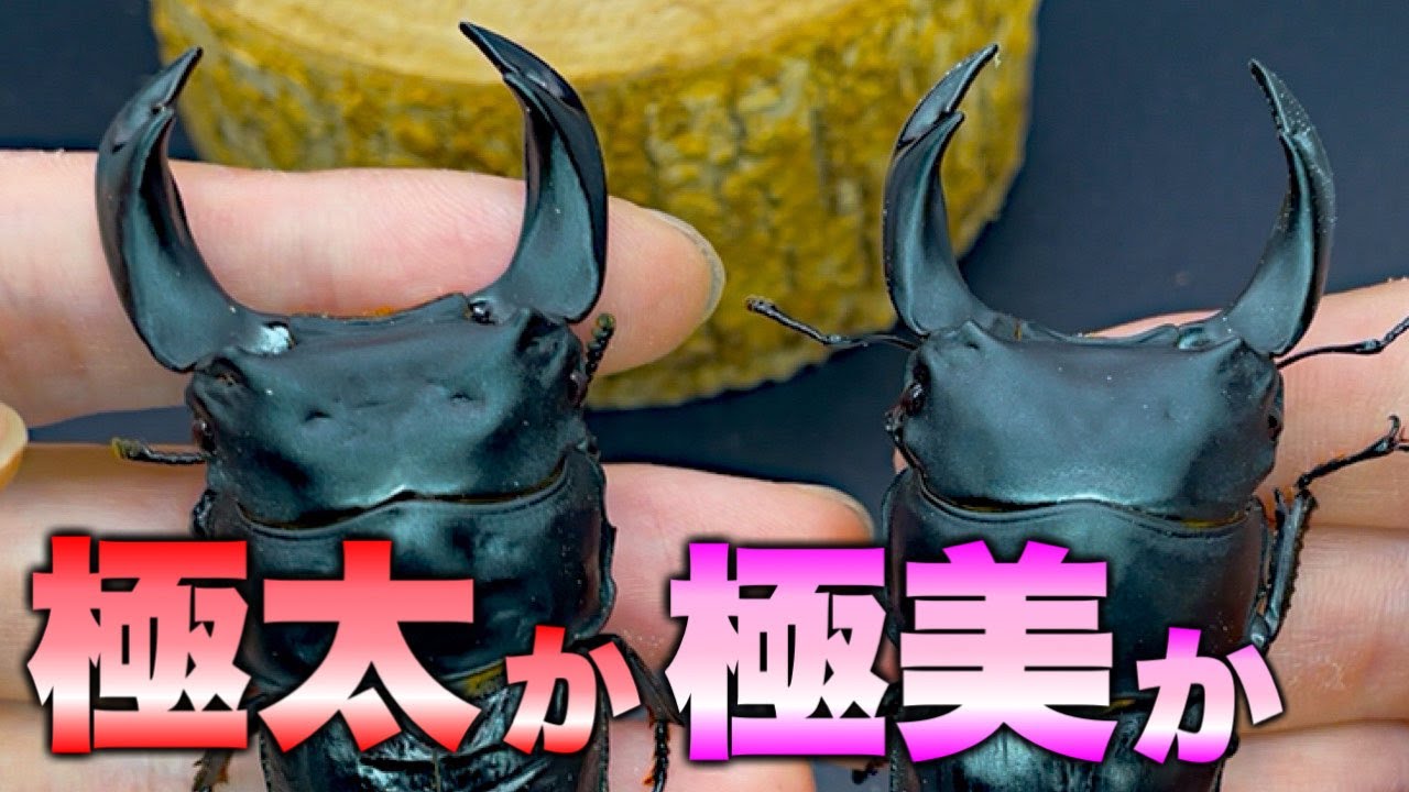 オオクワガタが羽化！極太か極美どっちが良い？【クワガタ】