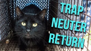 How to Trap a Feral Cat for TNR