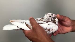 Meulemans choco 412