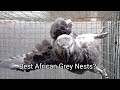 Parrots 101 - How to Breed African Grey Birds / Nest boxes and Nesting Substrate