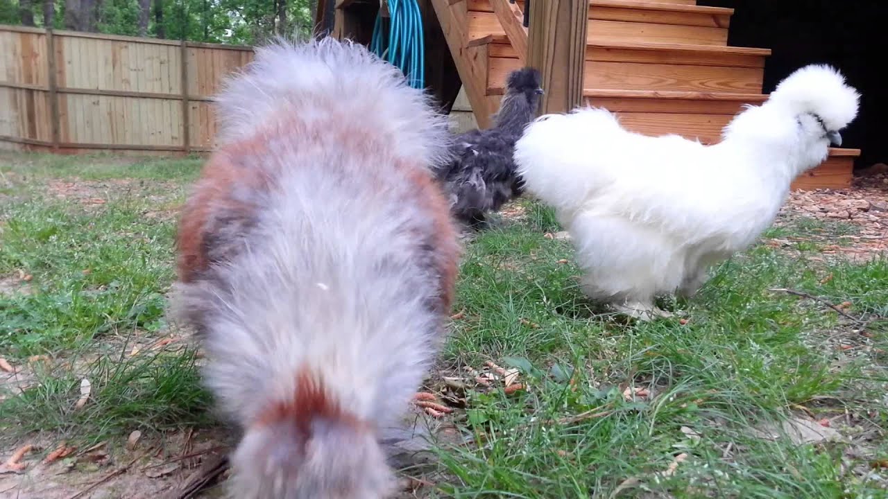 Teenage silkie rooster crow YouTube