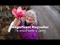 Magnificent Magnolias - The Ancient Herald Of Spring