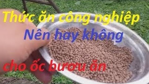 Cho Ốc Bươu Đen ăn thức ăn công nghiệp lợi hay hại