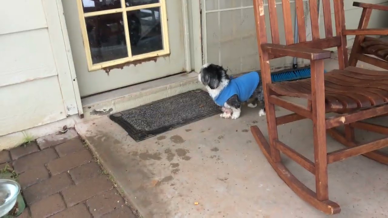 My dog hates the snow ❄️