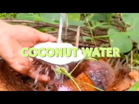 COCONUT WATER #plants #fruit #coconut #satisfying #asmr
