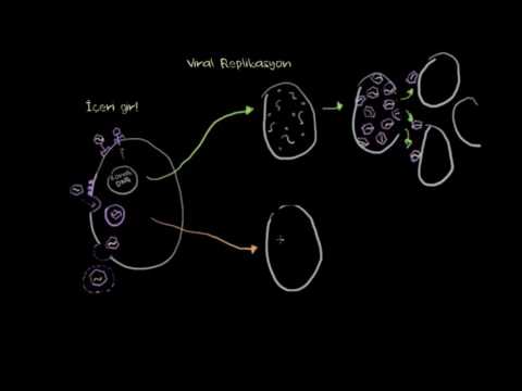 Virüs Replikasyonu (İkileşmesi): Litik veya Lizojenik (Biyoloji)