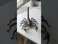 Tap2transformer #scorpion #scorpio #toys #asmr