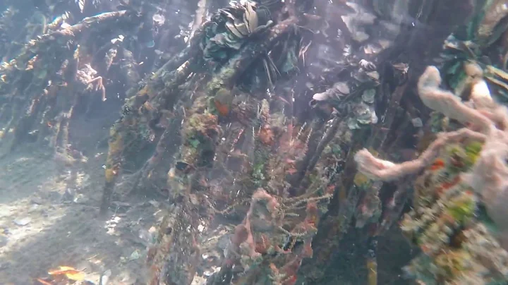 Angels in the Mangroves