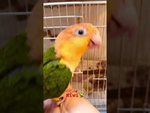 Video: Bisakah caique makan kiwi?