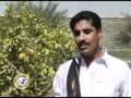 Arif Baloch Paari Chame Raha Gozaay Balochi Song Www Balochimusic Org 