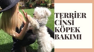 Küçük Irk Köpek Bakımı (Maltese Terrier Köpek Özellikleri ve Bakımı)