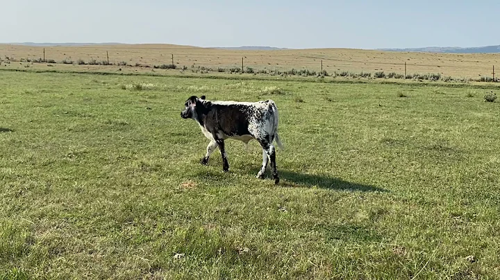 J157 VIDEO