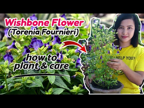 Βίντεο: Torenia Wishbone Flower: Growing Info and Care of Wishbone Plants