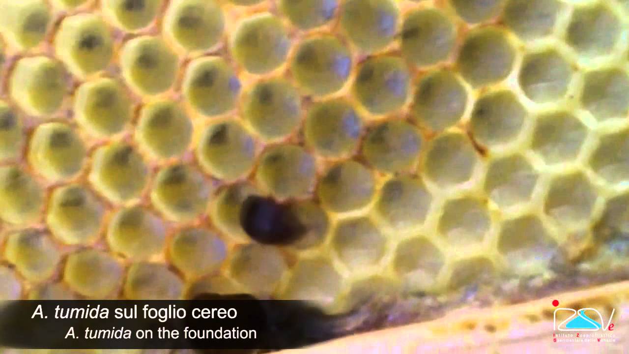Aethina tumida - Ispezione dell'alveare / Hive inspection