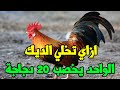 طريقة من خبرتنا تخلي الديك الواحد يخصب 20 دجاجة بدل ما تجيب ديوك كتير ويتخانقوا في بعض ويقل التخصيب