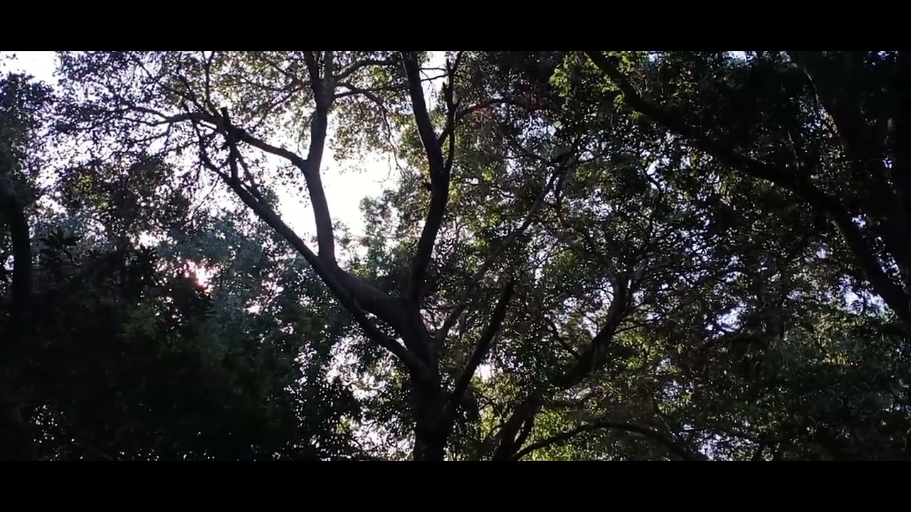 crow drops nuts and bark off the tree - YouTube
