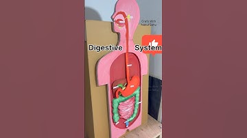 digestive system model | using cardboard #biology project #shortsfeed crafts with Nakul Sahu
