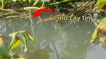 Câu cá rô (video 88) 3ruong fishing 