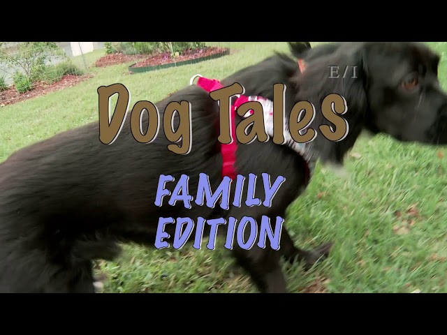 Dog Tales Tv Show 60 Photos - Moonagedaydream.film