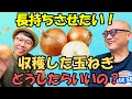 【玉ねぎの保存】収穫後の玉ねぎはどうしたらいいの？坂田種苗本店のトマト苗も観察するよ！