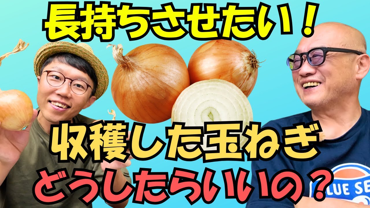 【玉ねぎの保存】収穫後の玉ねぎはどうしたらいいの？坂田種苗本店のトマト苗も観察するよ！