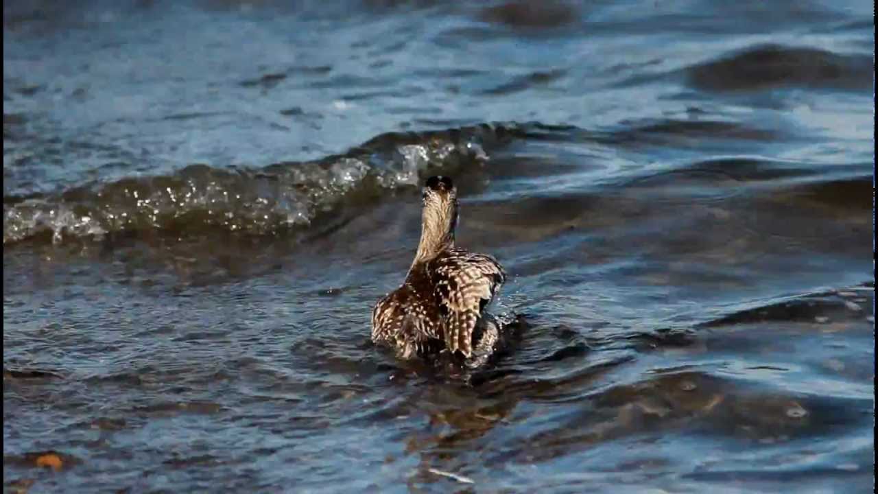 Whimbrel (Numenius phaeopus variegatus)