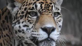 Süper Komintern, Demir Mega İrade