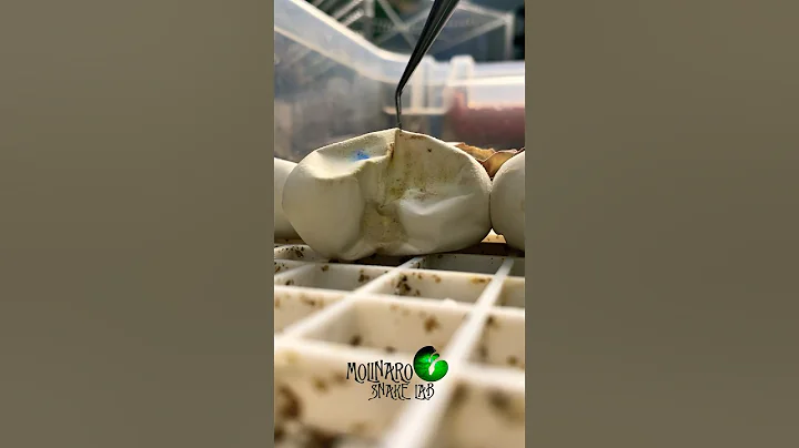 I hope we don’t loose that egg! #molinarosnakelab #childrenspythoneggs #snakebreeding #eggs #shorts