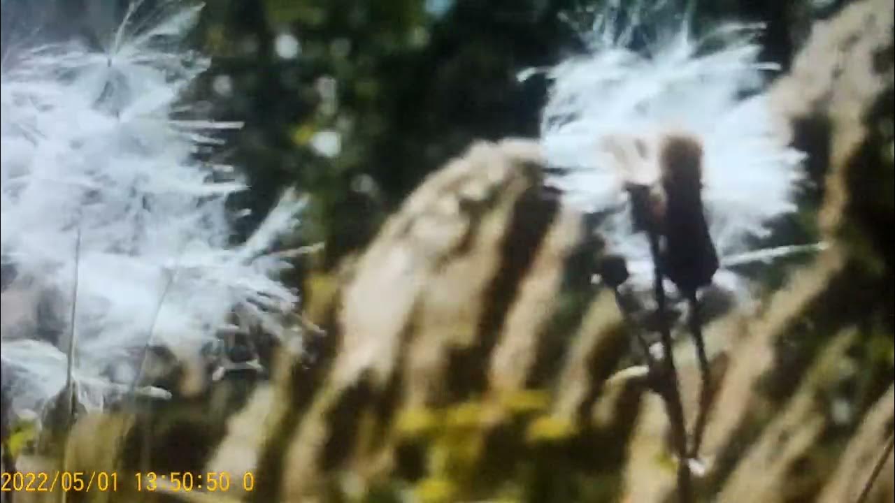 Татьяна казачка на ютубе. Дневник казачки. Таня казачка последнее. Таня казачка последнее. Конкурс юная казачка 2021.