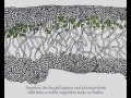 Lichen Biology