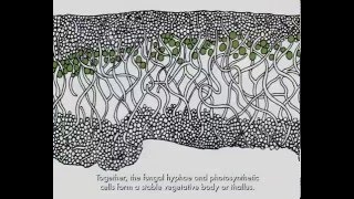 Lichen Biology screenshot 2