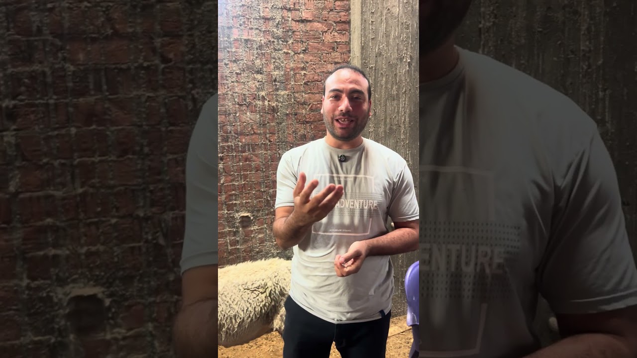 مشروع تربيه الغنم من داخل مزرعه الدكتور محمود 👍❤️١٥ أكتوبر، ٢٠٢٥