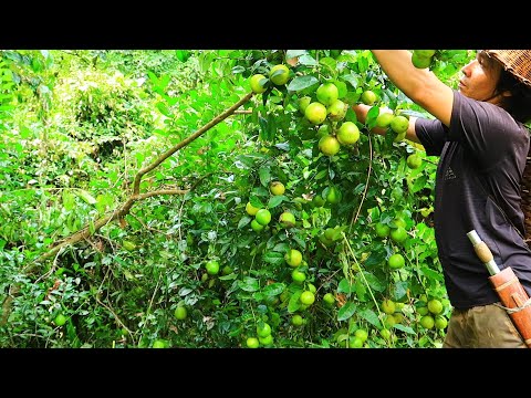 Уникальное лимонное дерево и полный обед: выживание в одиночестве в тропическом лесу | EP.81