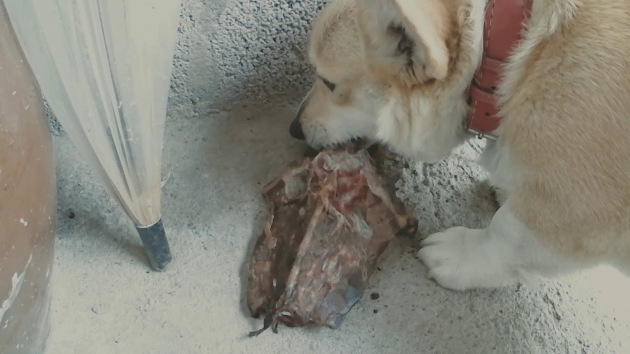 猪の骨 近所の犬に骨の燻製あげてみた Youtube