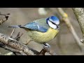 Birds up close at a lakeside bird table