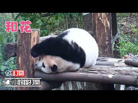 《熊貓早晚安》起床氣？不存在的 | iPanda熊貓頻道