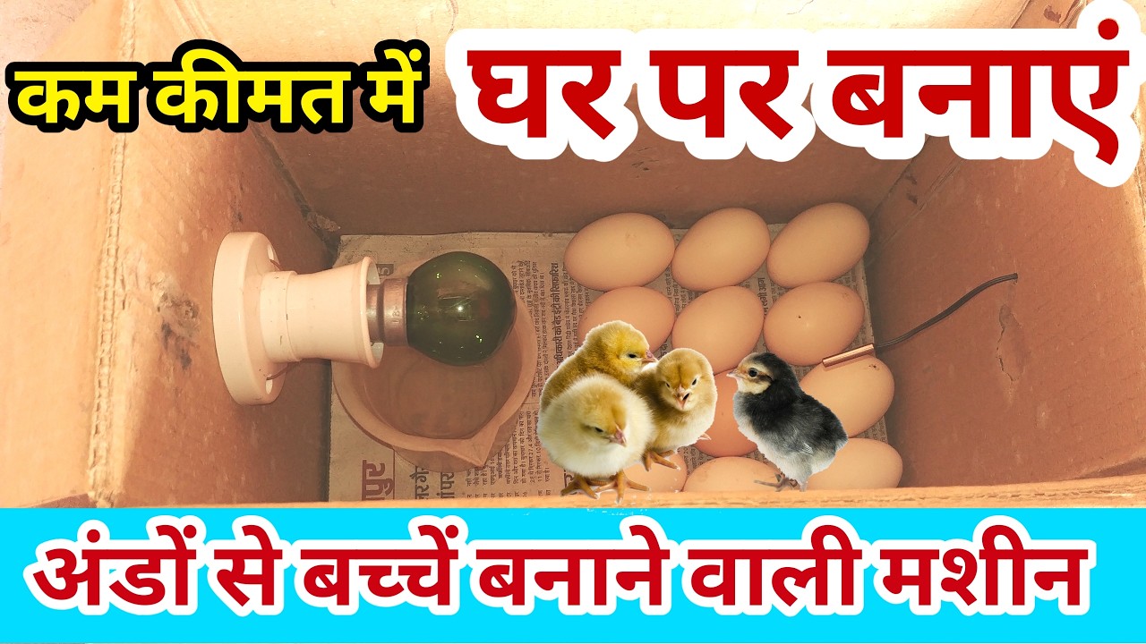 गत्ते के बाक्स में अंडों से बच्चा बनाने वाली मशीन कैसे बनाएं | How to make home made incubator