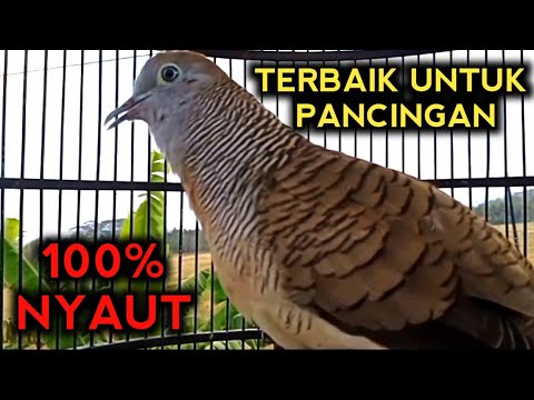 PERKUTUT BANGKOK GACOR SUARA TERBAIK PALING AMPUH UNTUK PANCINGAN PERKUTUTMU 