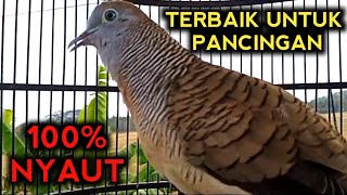PERKUTUT BANGKOK GACOR SUARA TERBAIK PALING AMPUH UNTUK PANCINGAN PERKUTUTMU 